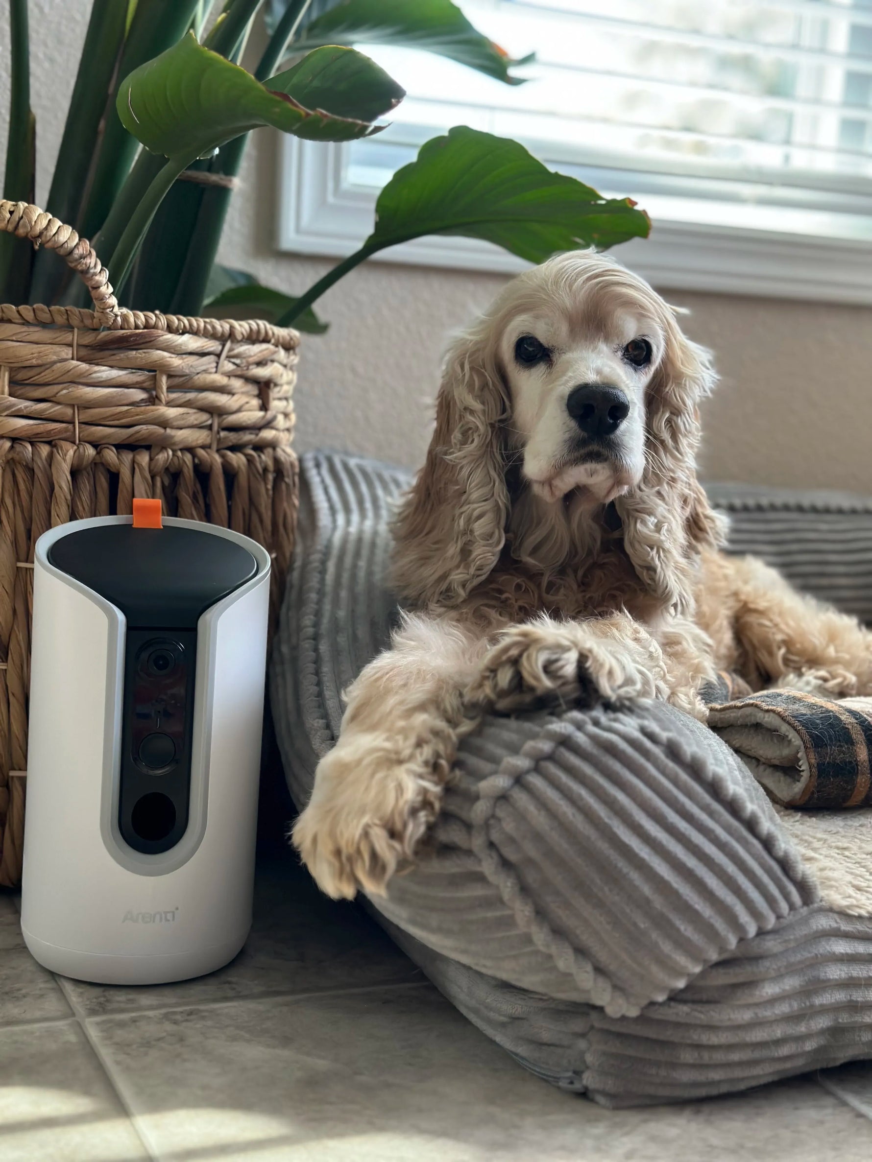 Watchful Whiskers: Choosing the Best Pet Surveillance Camera
