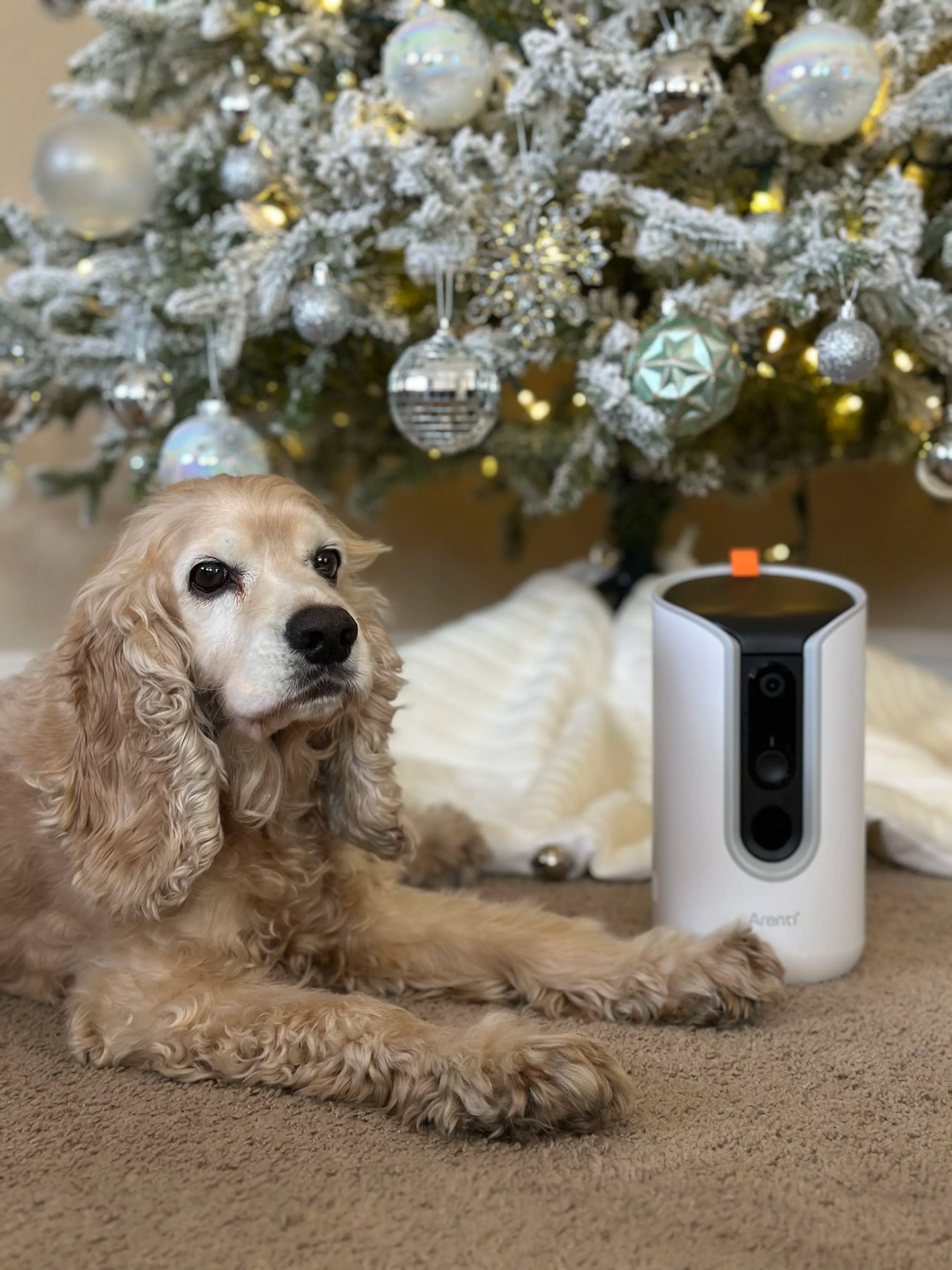 Smart Savings, Happy Tails: Affordable Pet Monitoring Cameras